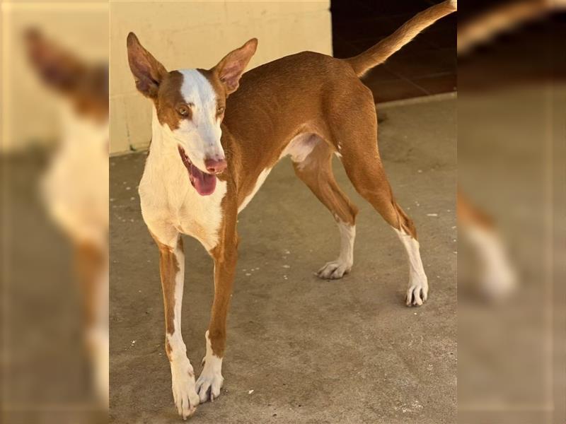 ❤️GUAKO, Podenco Ibicenco❤️