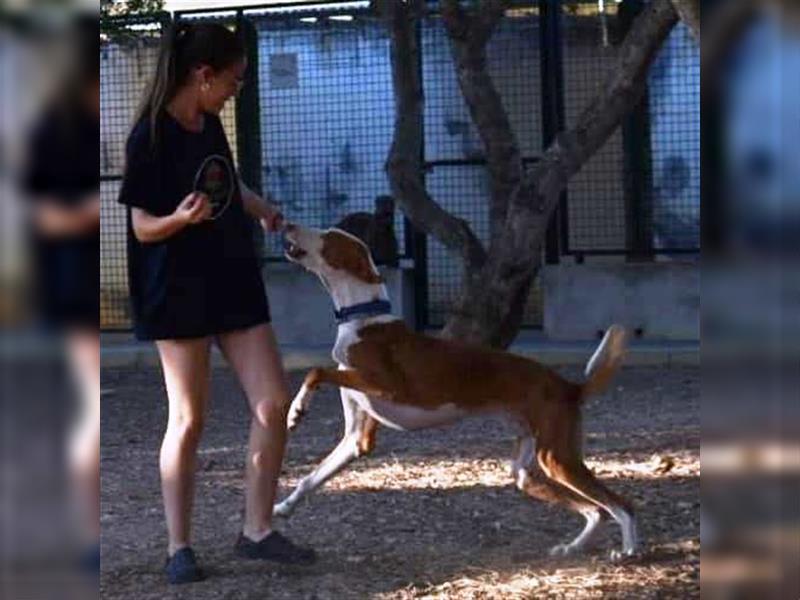 ❤️GUAKO, Podenco Ibicenco❤️