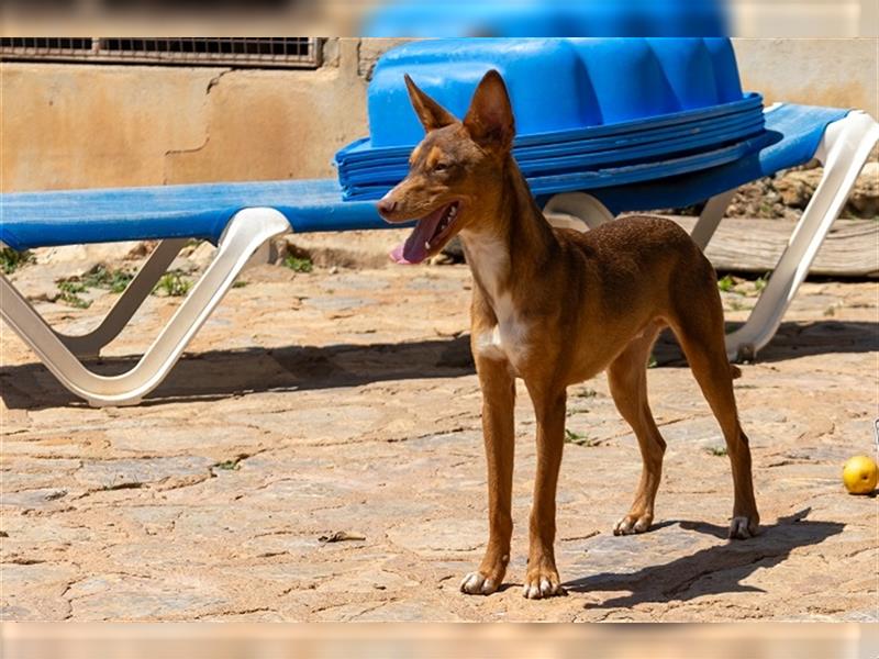 Zimt sucht endlich ein liebevolles Zuhause