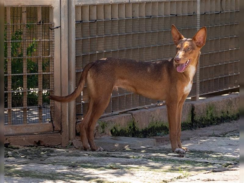 Zimt sucht endlich ein liebevolles Zuhause