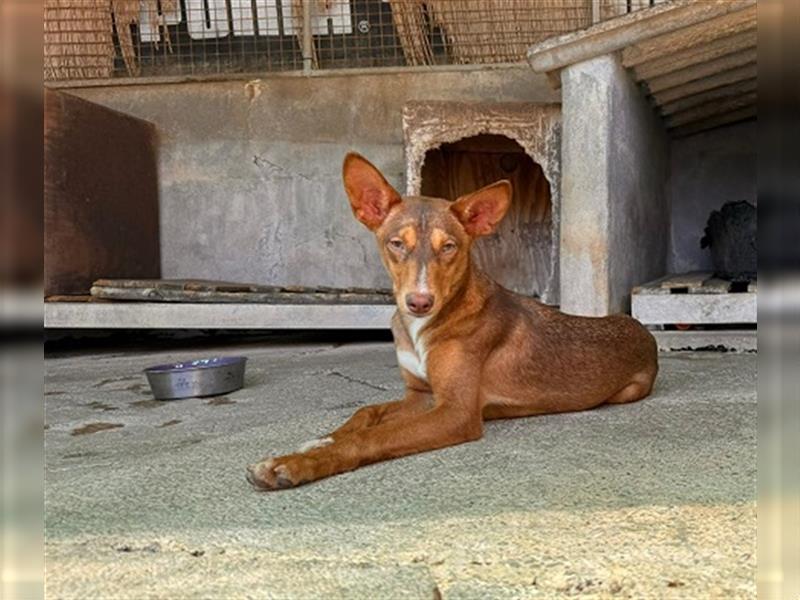 Zimt sucht endlich ein liebevolles Zuhause