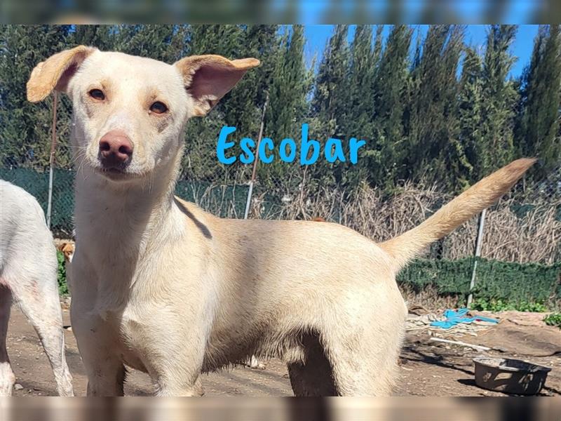 Escobar 03/2022 (ESP) - verschmuster, sehr liebevoller und sozialer, junger Podenco-Mix!
