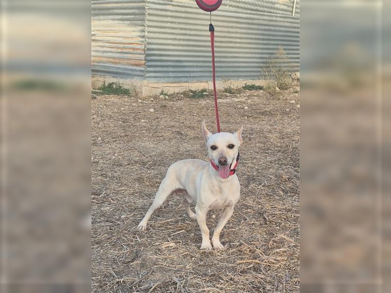 Kiko ein Hund für Anfänger