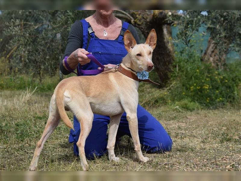 NEFER-elegante, ruhige und freundliche Schönheit sucht seine Familie