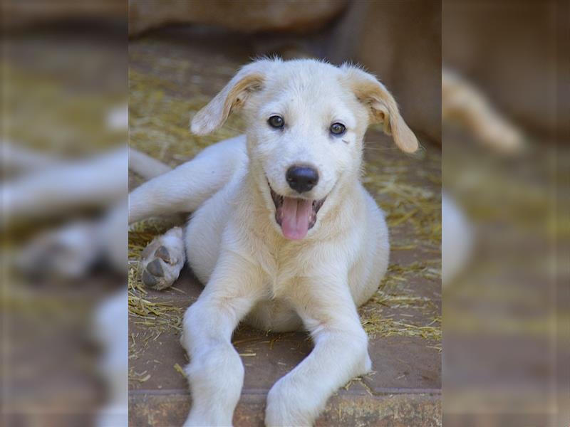 FELIX – der kleine Abenteurer von der Finca