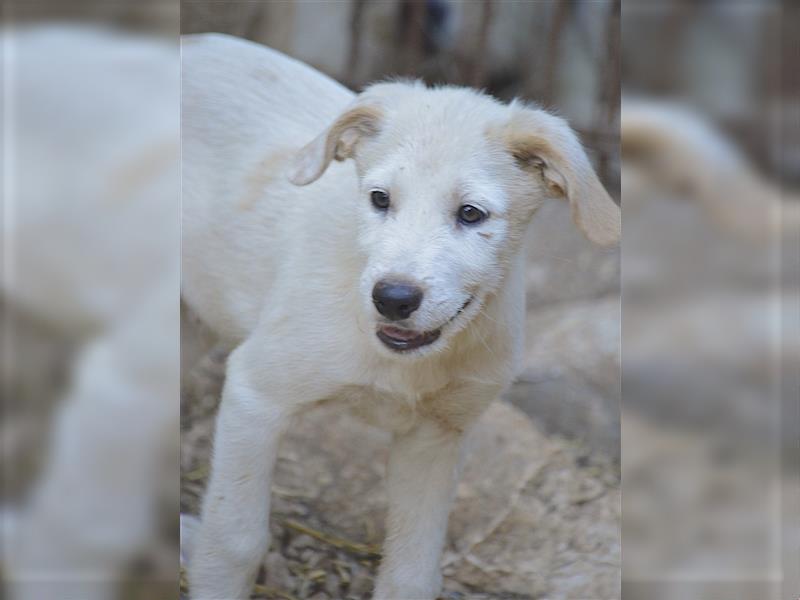 FELIX – der kleine Abenteurer von der Finca