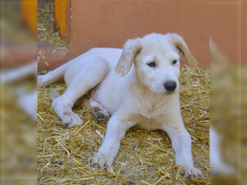 FELIX – der kleine Abenteurer von der Finca