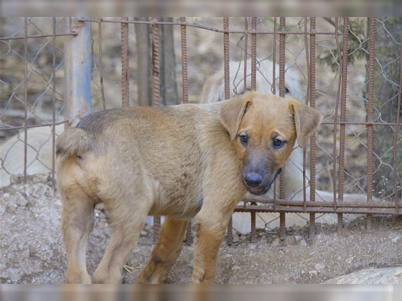 FIETE – der aufgeweckte Finca-Entdecker