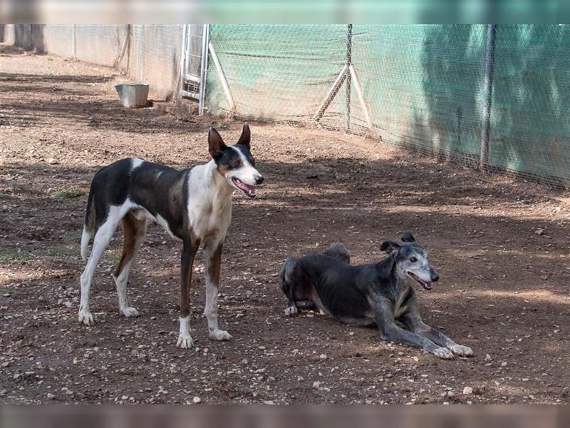 KAZON-bezaubernder, sanfter, anhänglicher, leinenführiger Podenco-Mischlings-Bub