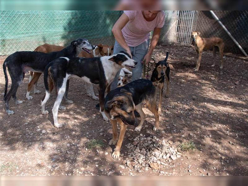 KAZON-bezaubernder, sanfter, anhänglicher, leinenführiger Podenco-Mischlings-Bub