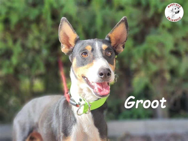 Groot 11/2018 (ESP) - sozialer und zärtlicher, kleiner Podenco!