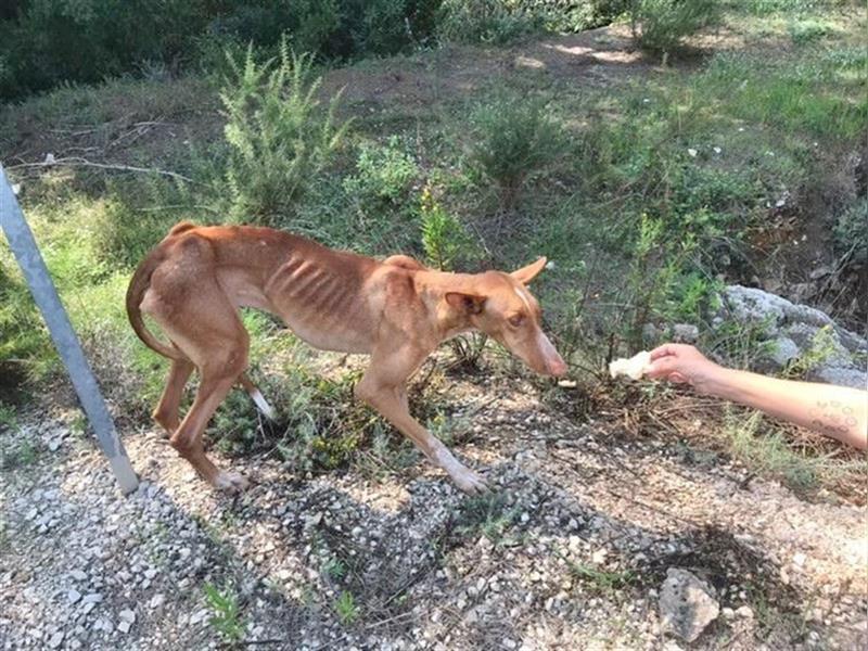 CHASIS, Freigeist sucht Podenco-Liebhaber...