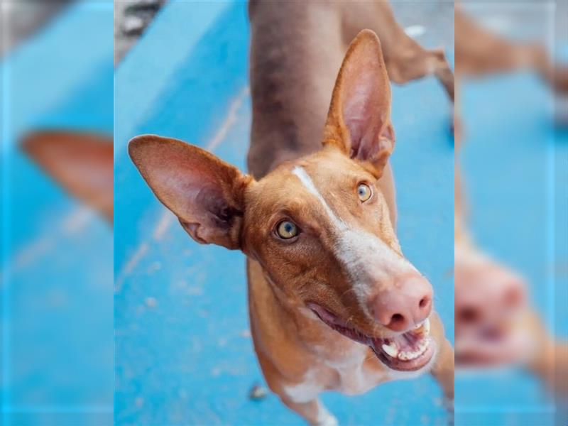 CHASIS, Freigeist sucht Podenco-Liebhaber...