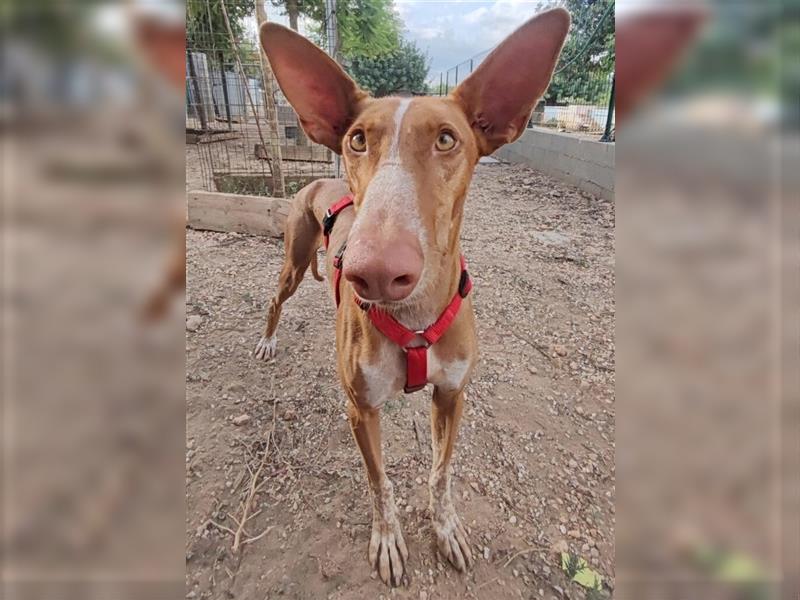 CHASIS, Freigeist sucht Podenco-Liebhaber...