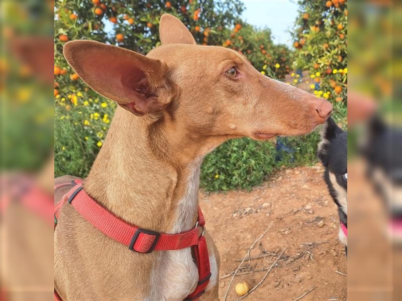 CHASIS, Freigeist sucht Podenco-Liebhaber...