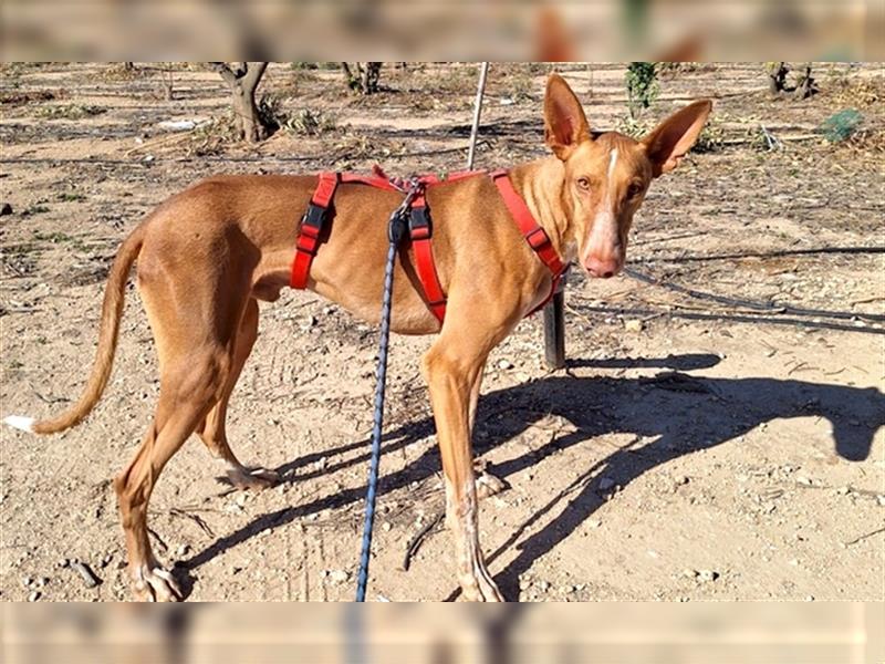 CHASIS, Freigeist sucht Podenco-Liebhaber...