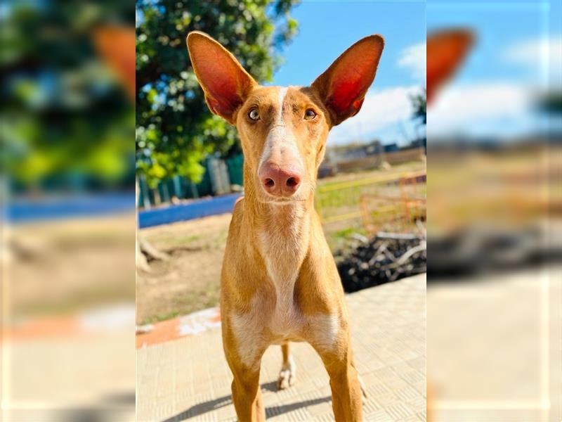 CHASIS, Freigeist sucht Podenco-Liebhaber...