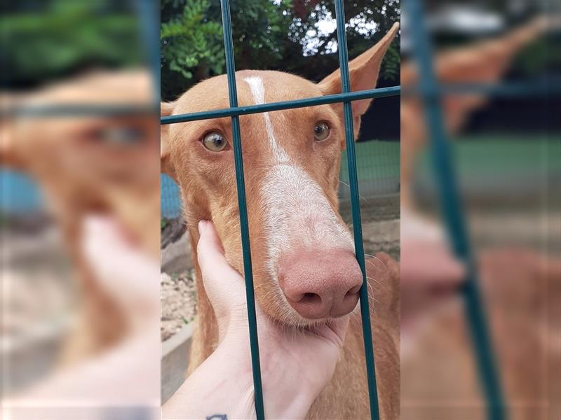 CHASIS, Freigeist sucht Podenco-Liebhaber...