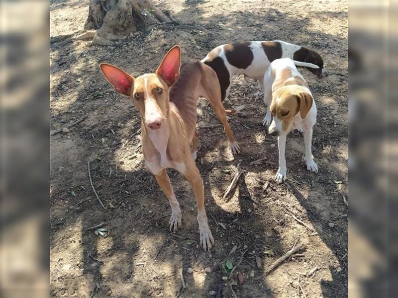 CHASIS, Freigeist sucht Podenco-Liebhaber...