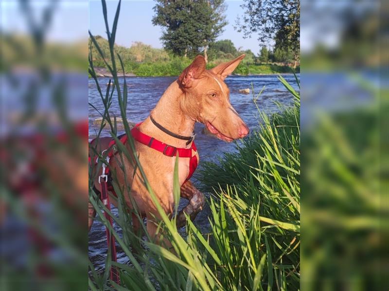 CHASIS, Freigeist sucht Podenco-Liebhaber...