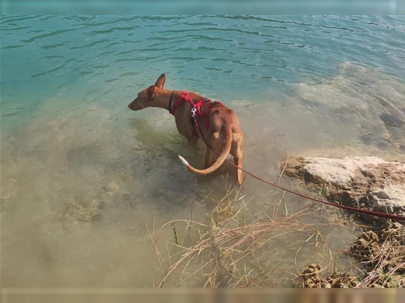 CHASIS, Freigeist sucht Podenco-Liebhaber...