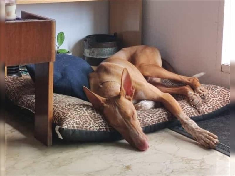 CHASIS, Freigeist sucht Podenco-Liebhaber...