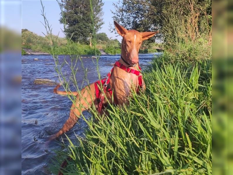 CHASIS, Freigeist sucht Podenco-Liebhaber...