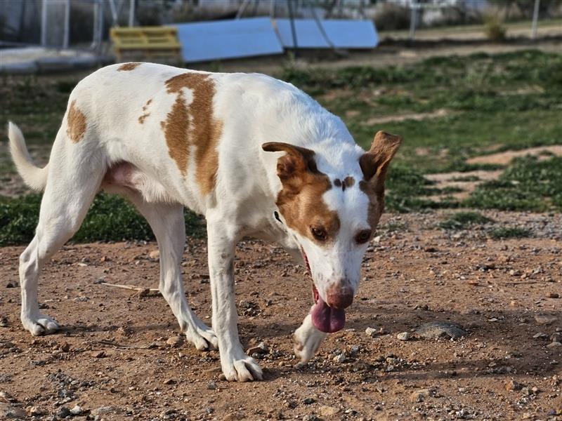 Luno (Spanien) - Gute Laune-Hund und Springinsfeld