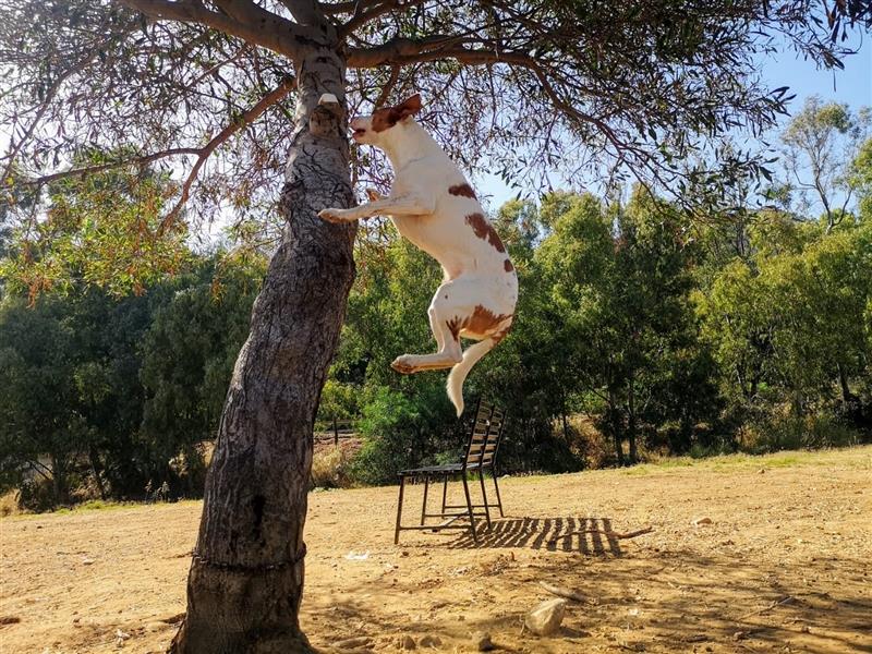 Luno (Spanien) - Gute Laune-Hund und Springinsfeld