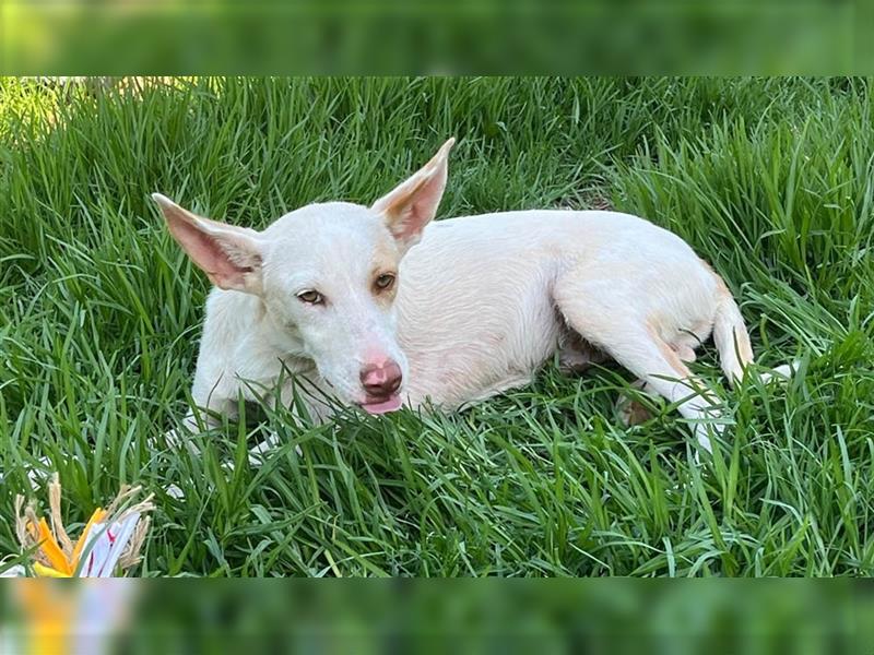 Malte – hat sich von einer Eisenkette befreit