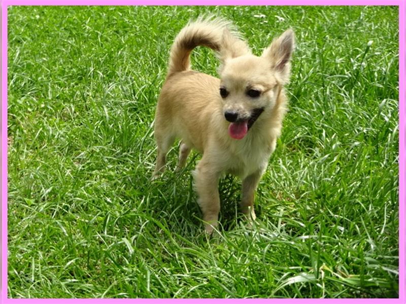 Pomeranian Chihuahua Welpen ( Pomchi )