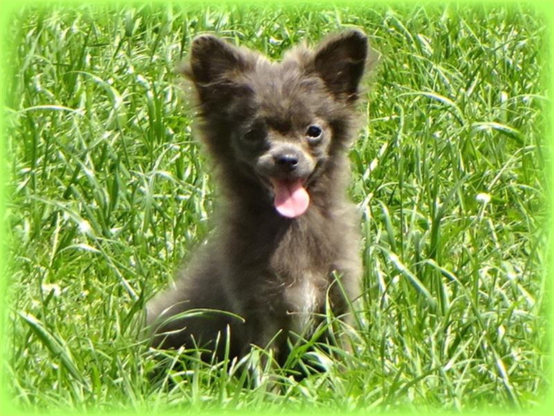 Pomeranian Chihuahua Welpen ( Pomchi )
