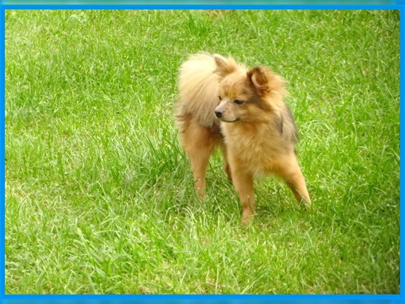 Pomchi Merle Rüde sucht sein eigenes Zuhause