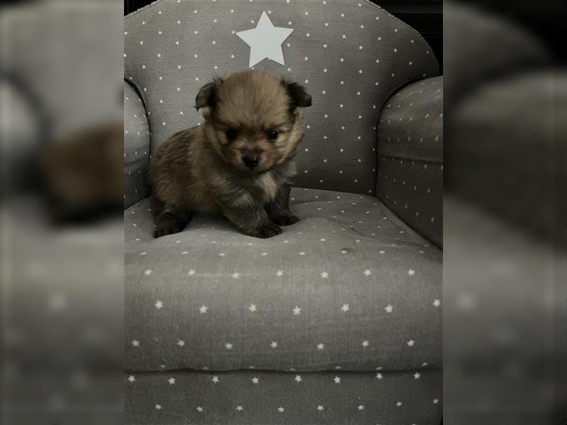 Pomeranian Chihuahua mix Pomchi