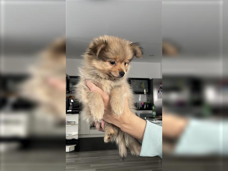 Pomeranian Chihuahua mix Pomchi