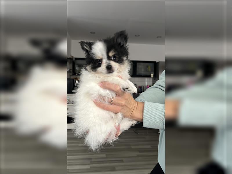 Pomeranian Chihuahua mix Pomchi