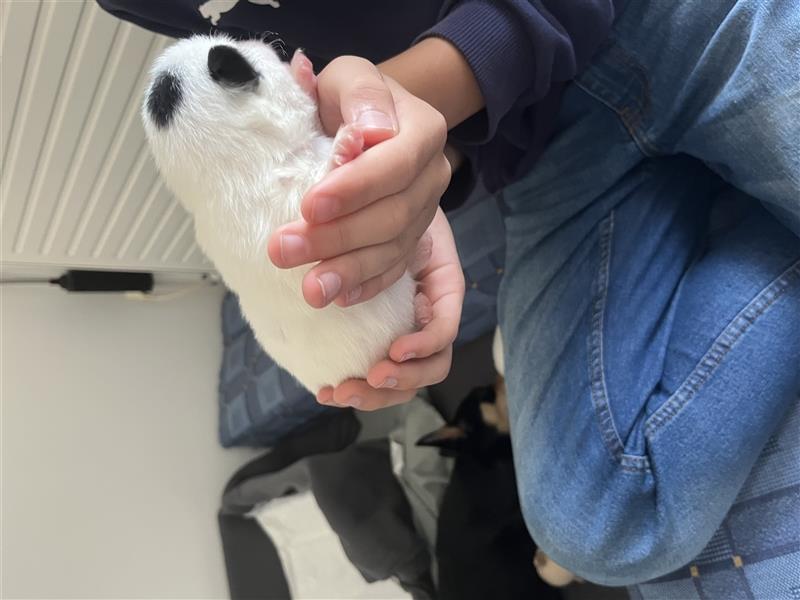 6 Pomchi Welpen zu verkaufen