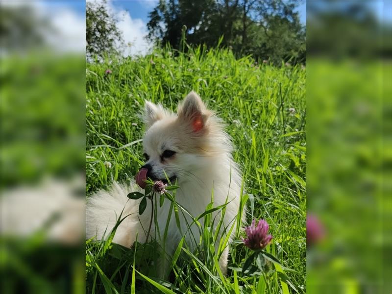 Pomchi Welpen Chihuahua Pomeranian