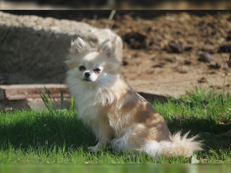 Pomchi Welpen Chihuahua Pomeranian