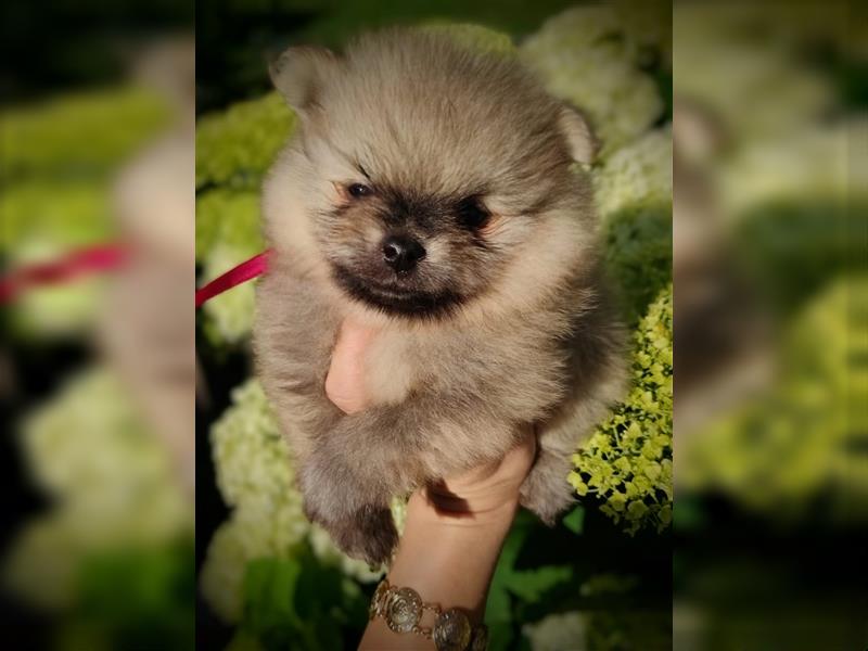 POMERANIAN WELPEN