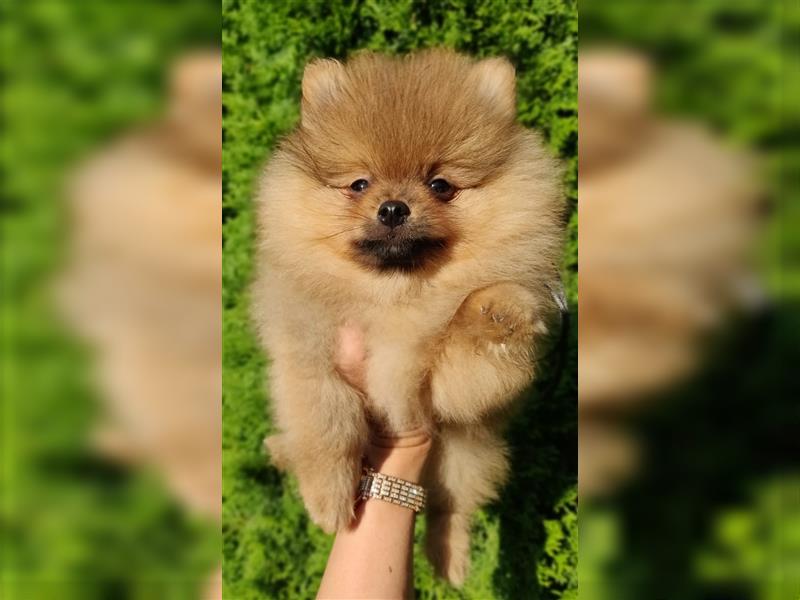 POMERANIAN WELPEN