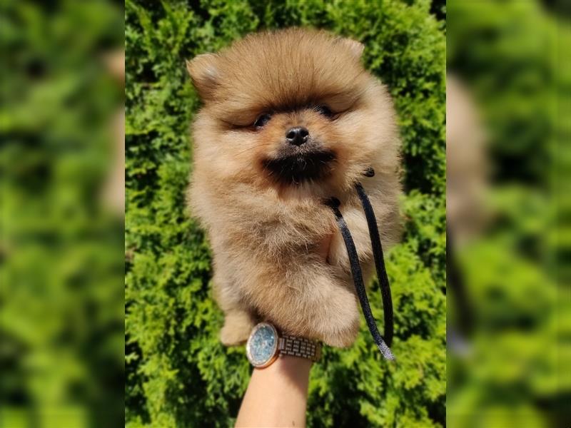 POMERANIAN WELPEN