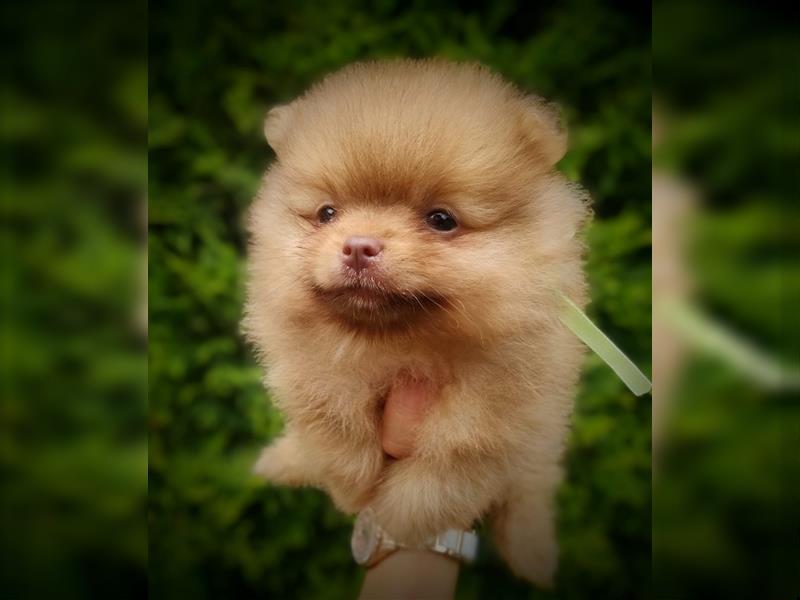 POMERANIAN WELPEN