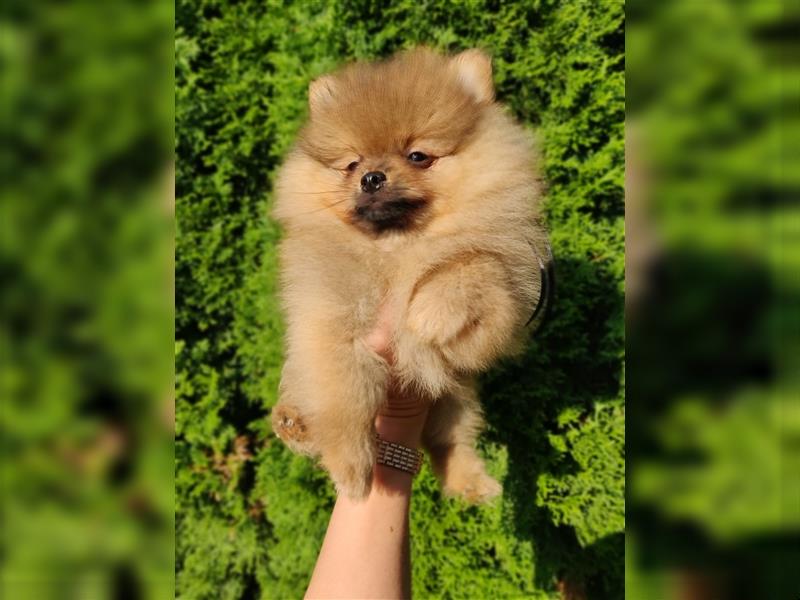 POMERANIAN WELPEN