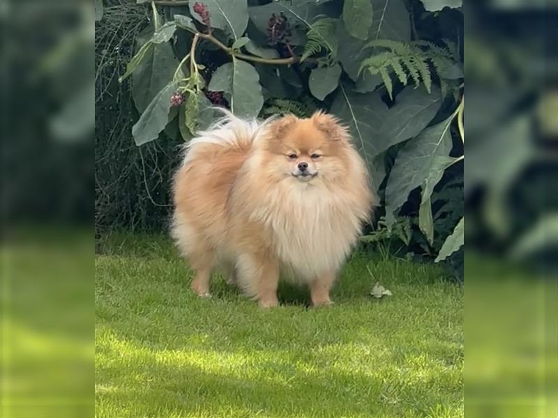 Wunderschöne Pomeranian Teddy Welpen