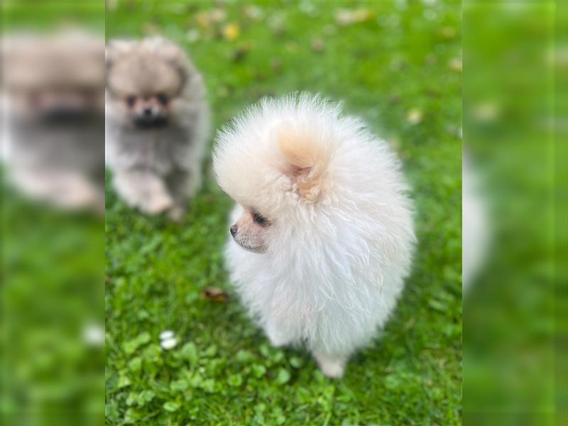 Wunderschöne Pomeranian Teddy Welpen