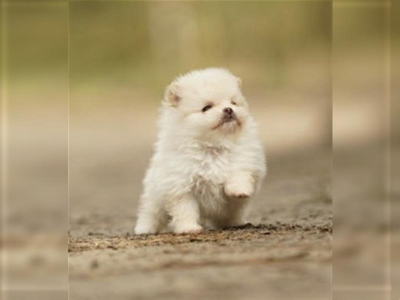 Wunderschöne Pomeranian Teddy Welpen