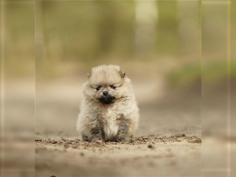 Wunderschöne Pomeranian Teddy Welpen