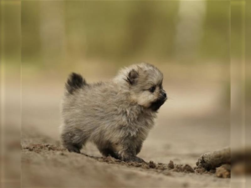 Wunderschöne Pomeranian Teddy Welpen