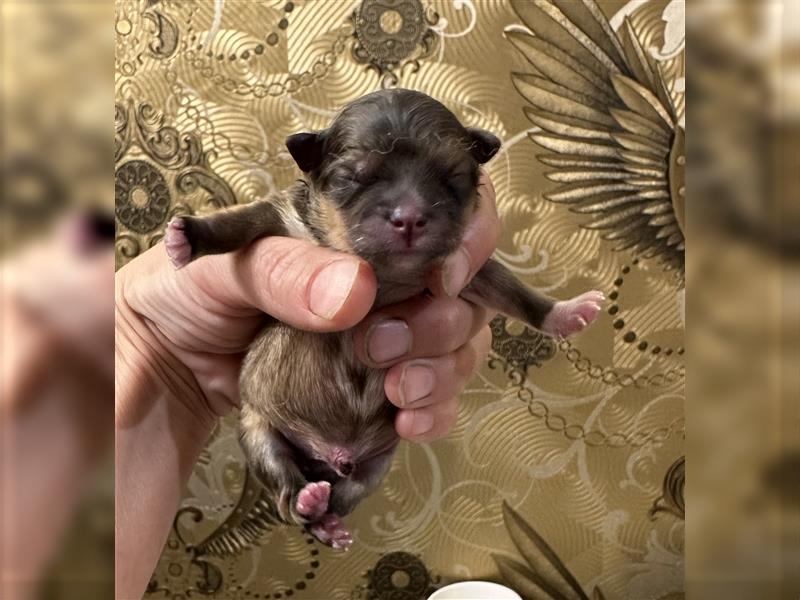 Pomeranian Boo Welpen sind geboren